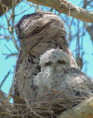 owl-and-bub